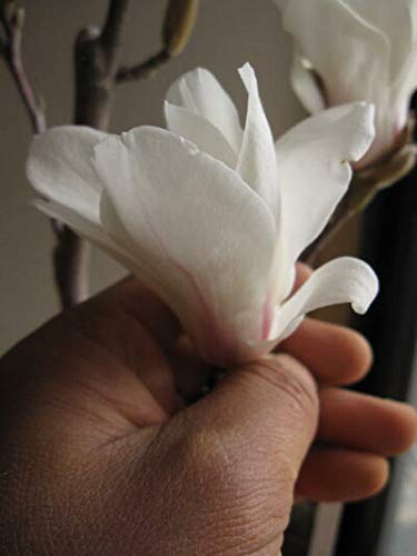 のこのこ　白木蓮 苗木　特大株華やかな芳香 白モクレン 約1.5m 規格販売品 特大株 植木 苗木 大苗 白木蓮